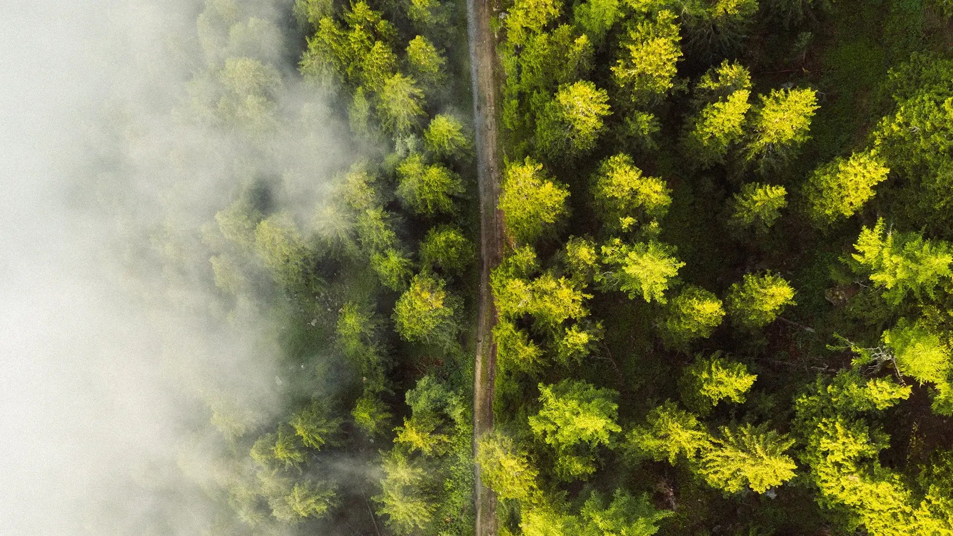 Wald mit Straße aus der Vorgelperspektive