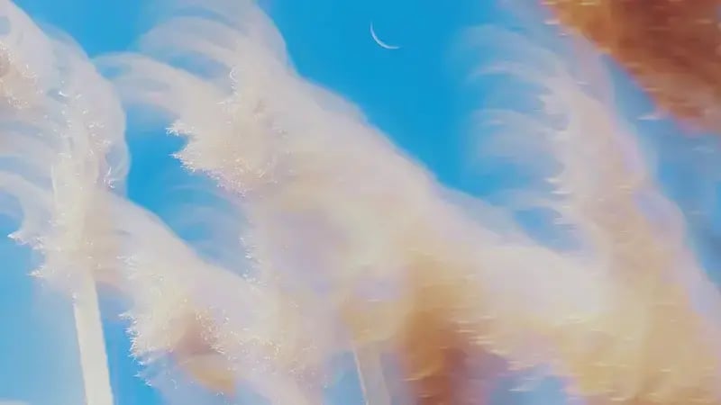 Sunlit feathery grass moving against a blue sky