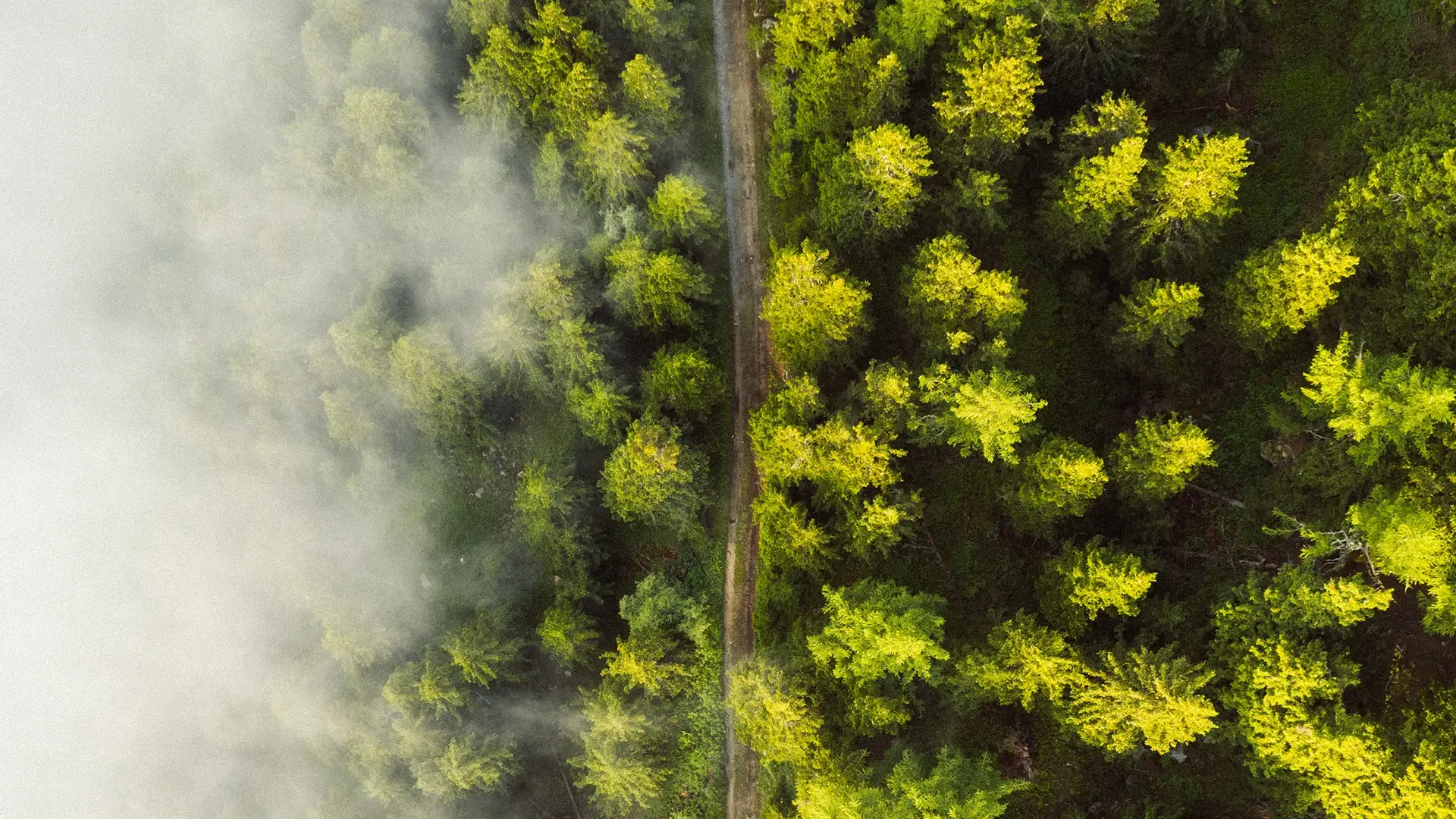 Aerial view forest morning mist